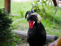 mini-zoo
