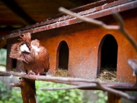 mini-zoo