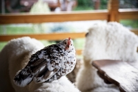 mini-zoo