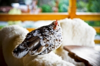 mini-zoo